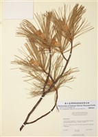 藏品(北美喬松)的圖片